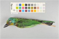 藏品(五色鳥)的圖片